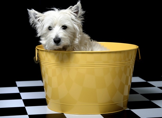 bucketwestie1