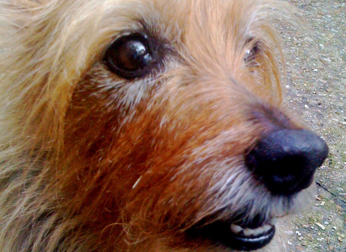 forget-dog-alpha | Dog Puppy Behavior Training Help