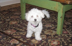 Bichon1