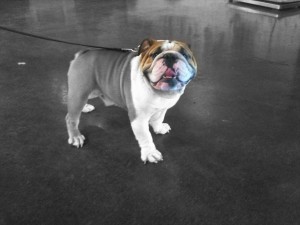 Bulldog