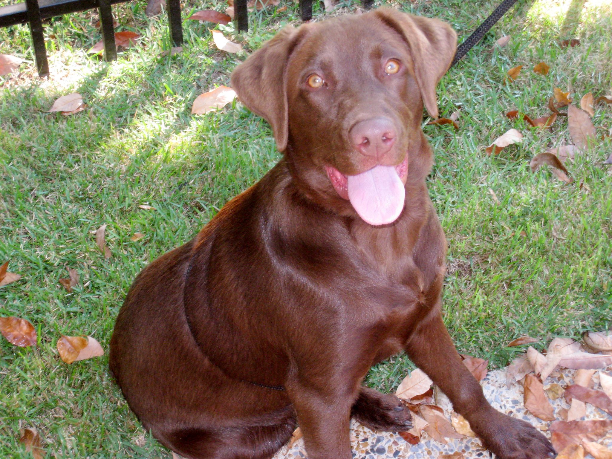 lab puppy muzzle