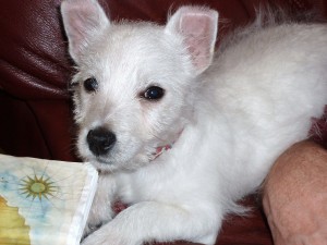 West Highland Terrier