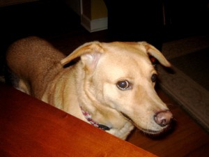 Yellow Lab Mix