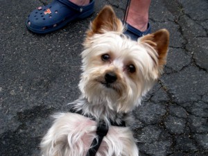 Yorkshire Terrier, Cody