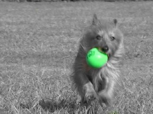 Australian Terrier, Bentley