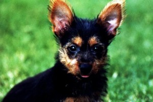 Australian Terrier Puppy, Bentley