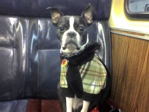 Boston Terrier