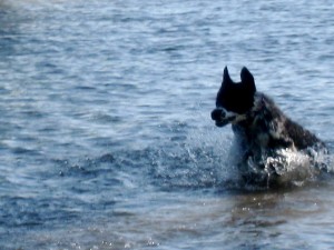 Cattle Dog Mix