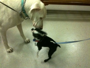 200 lb. Deaf Great Dane, George, & Oreo the Boston Terrier