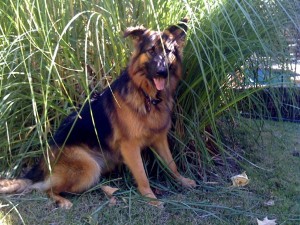 German Shepherd Dog, Ellie