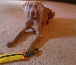 Weim FIre Hose