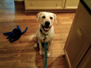 Yellow Lab, Bunny