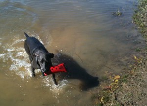 Weimaraner Fetch