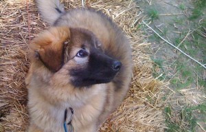 Potty pup