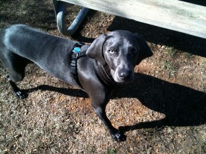 Weimaraner