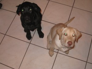 Labrador Litter Mates