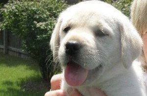 White lab puppy