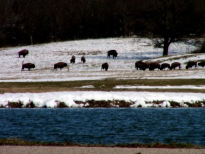 buffalo_snow buffalo_snow