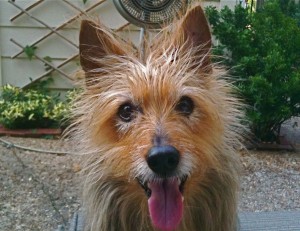 AUstralianTerrier3