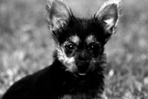 BentPupBW BentPupBW