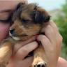 Puppies for Thinkers - $7.95