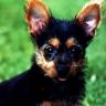 Jump Start - Puppy & Dog Obedience $4.95 
