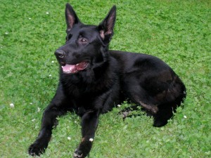 Beautiful Black German Shepherd Dog, not Koma